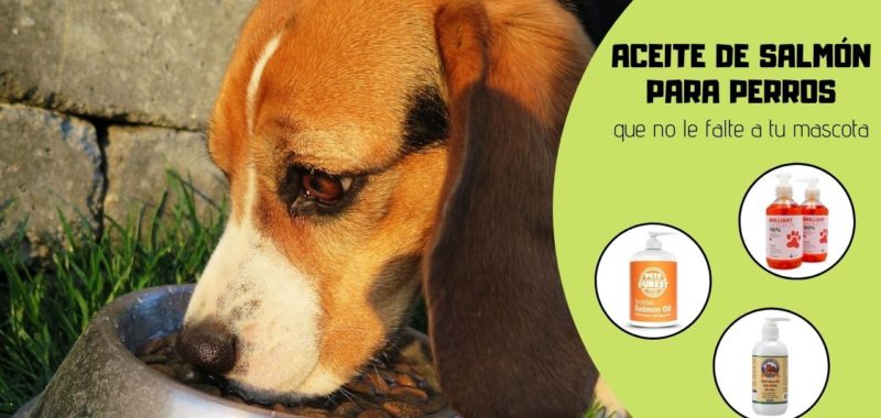 aceite de salmón para perros elmejor10