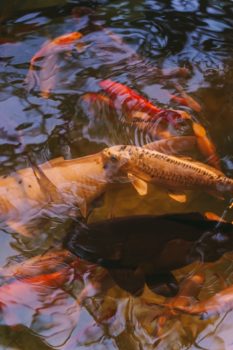 salmones nadando en aguas frías