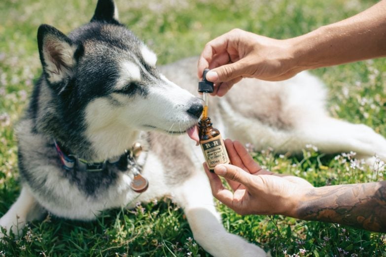 perro oliendo aceite de salmón 