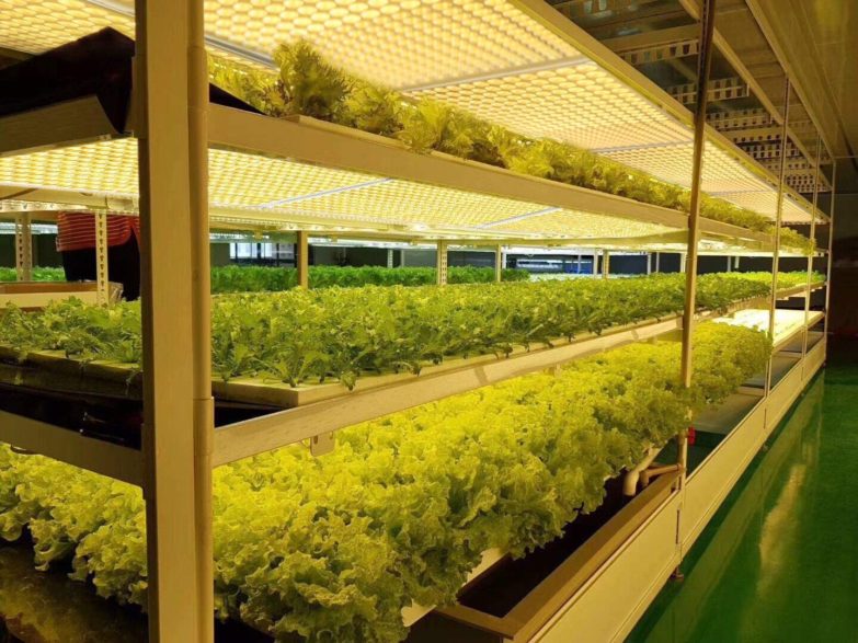 Área de cobertura leds para cultivo