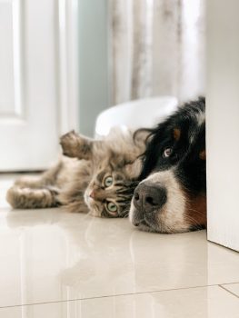 la mejor vaporeta polti para casas con perro y gato