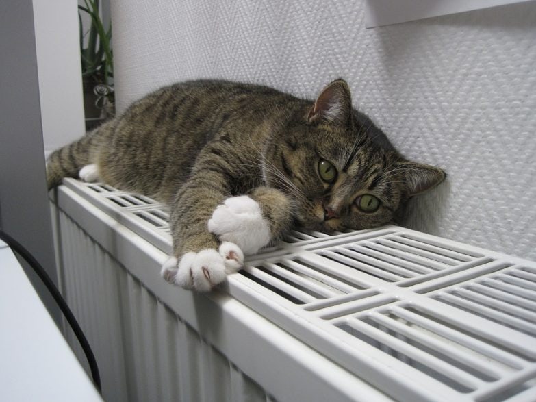Gato sobre sistema de calefacción.